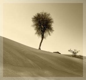 Desert-tree.jpg