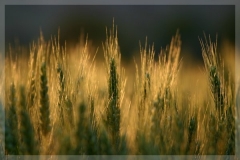 champ de blé.jpg