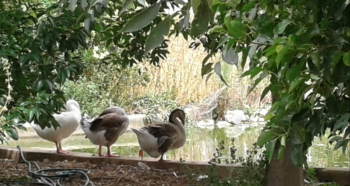 CANARDS.JPG