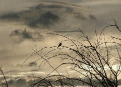 oiseau de pluie.jpg