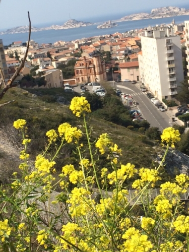 IMG_2365 FLEURS JAUNES.JPG