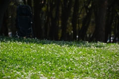 8 La vie au ras de l'herbe - copie.jpg