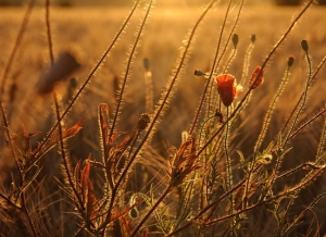 coquelicots_couchant.jpg