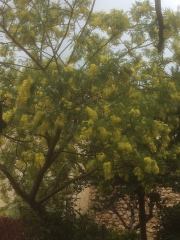 Mon mimosa.JPG