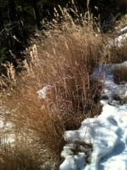 herbe sur neige.jpg