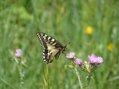 P1150454 Papillon fleur - copie.JPG