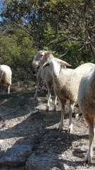MOUTONS SAUVAGES.jpg